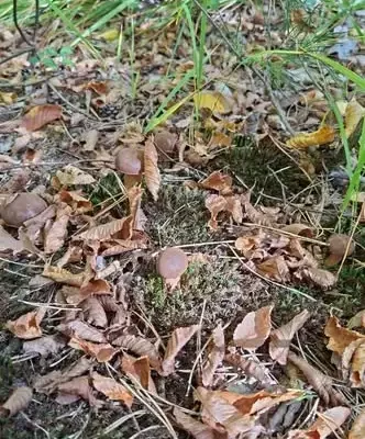Weekendowa pogoda zachęca do grzybobrania – pamiętaj o kilku zasadach